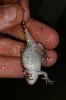 Photo of Litoria rubella (ruddy treefrog) - Hines, H.,H.B. Hines DES,2009