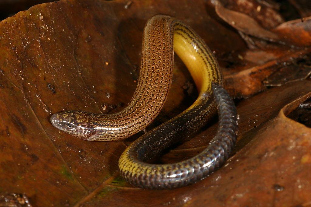 Species profile Ophioscincus truncatus (short limbed snake skink