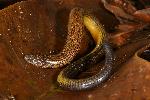 Photo of Ophioscincus truncatus (short-limbed snake-skink) - Hines, H.,H.B. Hines DES,2008