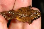Photo of Philoria loveridgei (masked mountainfrog) - Hines, H.,H.B. Hines DES,2007