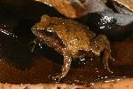 Photo of Philoria loveridgei (masked mountainfrog) - Hines, H.,H.B. Hines DES,2007