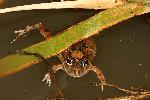 Photo of Platyplectrum ornatum (ornate burrowing frog) - Hines, H.,H.B. Hines DES,2007