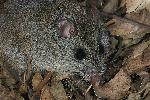 Photo of Pseudomys oralis (Hastings River mouse) - Hines, H.,H.B. Hines DES,2010