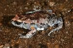 Photo of Pseudophryne major (great brown broodfrog) - Hines, H.,H.B. Hines DES,2010