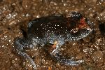 Photo of Pseudophryne major (great brown broodfrog) - Hines, H.,H.B. Hines DES,2010