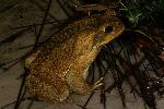 Photo of Rhinella marina (cane toad) - Hines, H.,H.B. Hines DES,2007