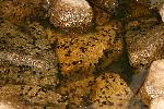 Photo of Rhinella marina (cane toad) - Hines, H.,H.B. Hines DES,2004