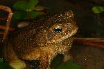 Photo of Rhinella marina (cane toad) - Hines, H.,H.B. Hines DES,2005