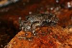 Photo of Taudactylus pleione (Kroombit tinkerfrog) - Hines, H.,H.B. Hines DES,2008