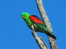 Photo of Aprosmictus erythropterus (red-winged parrot) - Jones, K.,Ken Jones,2015