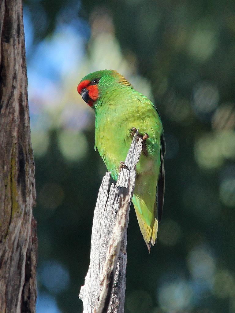 Species profile—Parvipsitta pusilla (little lorikeet) | Environment ...