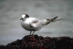 Photo of Sterna hirundo (common tern) - Gynther, I.,DEHP,1994