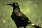 Photo of Strepera graculina (pied currawong) - Gynther, I.,Ian Gynther