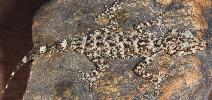 Photo of Phyllurus pinnaclensis (Pinnacles leaf-tailed gecko) - Hoskin, C.,James Cook University,2015