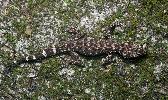Photo of Phyllurus pinnaclensis (Pinnacles leaf-tailed gecko) - L.V. Bertola, James Cook University
