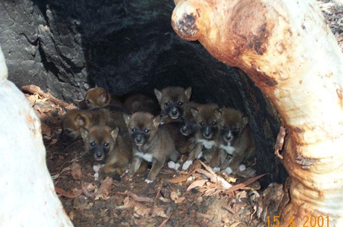 Dingo (Subspecies Canis familiaris dingo) · iNaturalist