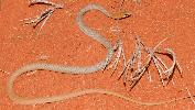 Photo of Demansia cyanochasma (desert whip snake) - Reis, T.,2021
