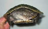 Photo of Elseya oneiros (Gulf snapping turtle) - Limpus, D.,DEHP,2003