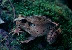 Photo of Mixophyes coggeri (mottled barred frog) - Mumbray, T.,DEHP,1985