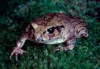 Photo of Mixophyes coggeri (mottled barred frog) - Mumbray, T.,DEHP,1985
