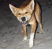 Photo of Canis familiaris (dingo) (dingo) - Comerford, G.,QPWS,2003