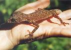 Photo of Phyllurus nepthys (peppered-belly broad-tailed gecko) - Ball, T.,QPWS,1999