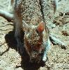 Photo of Lagorchestes conspicillatus (spectacled hare-wallaby) - Queensland Government,1976
