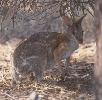 Photo of Notamacropus dorsalis (black-striped wallaby) - Queensland Government,1990