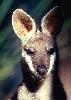 Photo of Notamacropus parryi (whiptail wallaby) - Queensland Government,1979