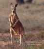 Photo of Osphranter rufus (red kangaroo) - Queensland Government,1977