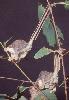 Photo of Acrobates pygmaeus (feathertail glider) - Queensland Government,1978