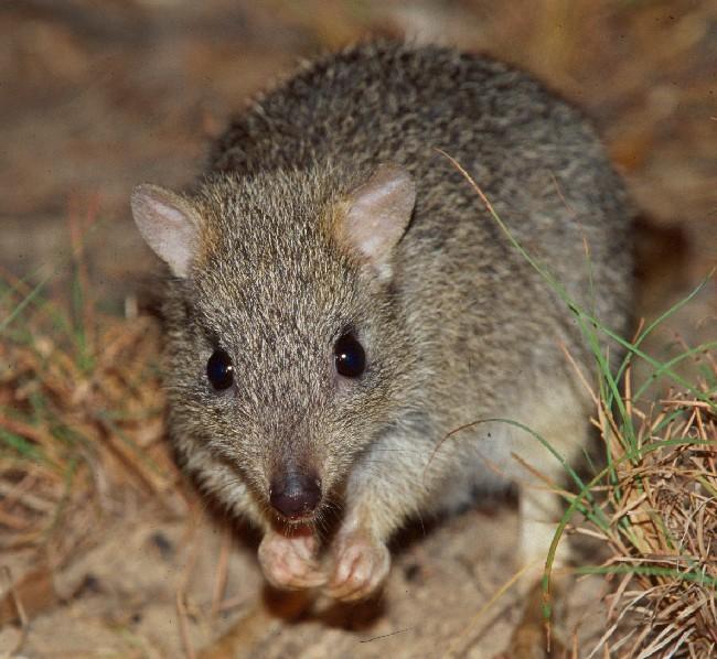 Species profile—Bettongia tropica (northern bettong) | Environment