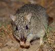 Photo of Bettongia tropica (northern bettong) - Queensland Government