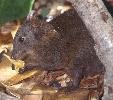 Photo of Hypsiprymnodon moschatus (musky rat-kangaroo) - Queensland Government