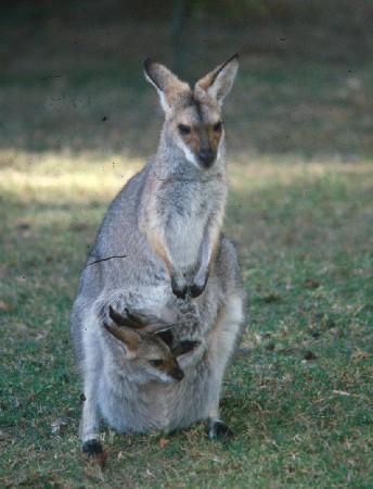 Species Profile—Notamacropus Rufogriseus (red-necked Wallaby ...