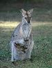 Photo of Notamacropus rufogriseus (red-necked wallaby) - Queensland Government,1977