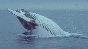 Photo of Megaptera novaeangliae (humpback whale) - Queensland Government,1989