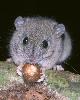 Photo of Melomys cervinipes (fawn-footed melomys) - Hines, H.,Queensland Government,2000