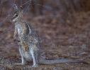 Photo of Onychogalea frenata (bridled nailtail wallaby) - Queensland Government,1990