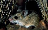 Photo of Pseudomys delicatulus (delicate mouse) - Queensland Government