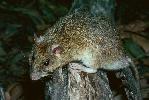 Photo of Rattus leucopus (Cape York rat) - Queensland Government,1978