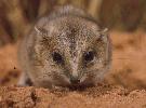 Photo of Sminthopsis macroura (stripe-faced dunnart) - Queensland Government
