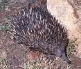 Photo of Tachyglossus aculeatus (short-beaked echidna) - Queensland Government
