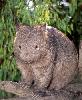 Photo of Vombatus ursinus (common wombat) - Queensland Government,1997