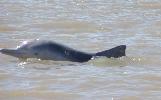 Photo of Sousa sahulensis (Australian humpback dolphin) - Crocetti, S.,QPWS,2003
