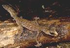 Photo of Carphodactylus laevis (chameleon gecko) - McDonald, K.,Queensland Government,1987