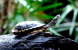 Photo of Chelodina longicollis (eastern snake-necked turtle) - Queensland Government,1987