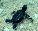 Photo of Chelonia mydas (green turtle) - Queensland Government,1976