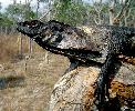 Photo of Chlamydosaurus kingii (frilled lizard) - McDonald, K.,Queensland Government,1997
