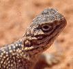 Photo of Ctenophorus nuchalis (central netted dragon) - Queensland Government